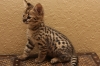 Awesome-F2-Savannah-Kittens-Ready-For-Your-Homes
