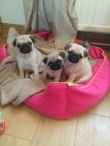 Pug-Puppies-available-and-ready-to-go
