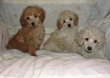 Red-gold-chocolate-black-yellow-and-white-Standard-Miniature-and-toy-Poodles