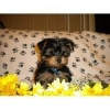 Adorable-lovely-male-and-female-yorkie-puppies-for-adoption