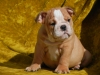 akc-reg-English-bulldog-puppies-for-adoption